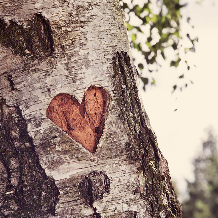 Heart in the Tree